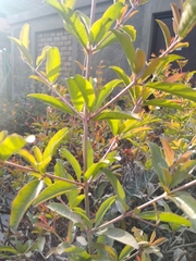 Magnoliopsida