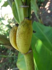 Musa laterita