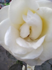 Magnoliopsida