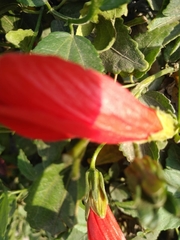 Magnoliopsida