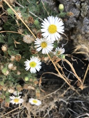 Erigeron basalticus