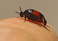 Macrosiagon cruenta