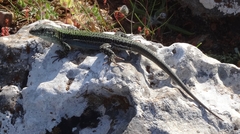 Podarcis cretensis