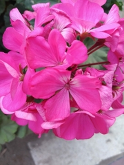 Pelargonium