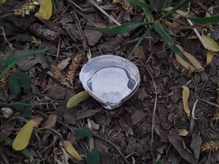 Corbicula largillierti