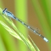 Arroyo Bluet - Photo (c) Bill Carrell, some rights reserved (CC BY-NC-ND), uploaded by Bill Carrell