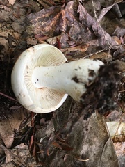 Tricholoma columbetta
