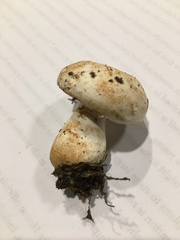 Tricholoma columbetta