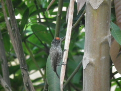 Picumnus albosquamatus