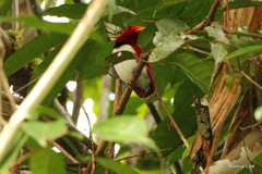 Cicinnurus regius