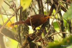 Pomatostomus isidorei