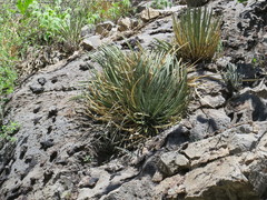 Agave schottii