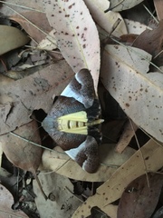 Niceteria macrocosma