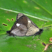 Abananote hylonome basilia - Photo (c) Lepidoptera Colombiana, algunos derechos reservados (CC BY-NC), uploaded by Lepidoptera Colombiana