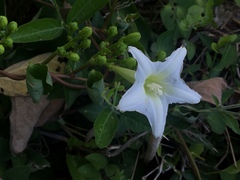 Ipomoea suaveolens
