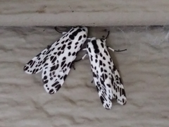 Hypercompe permaculata