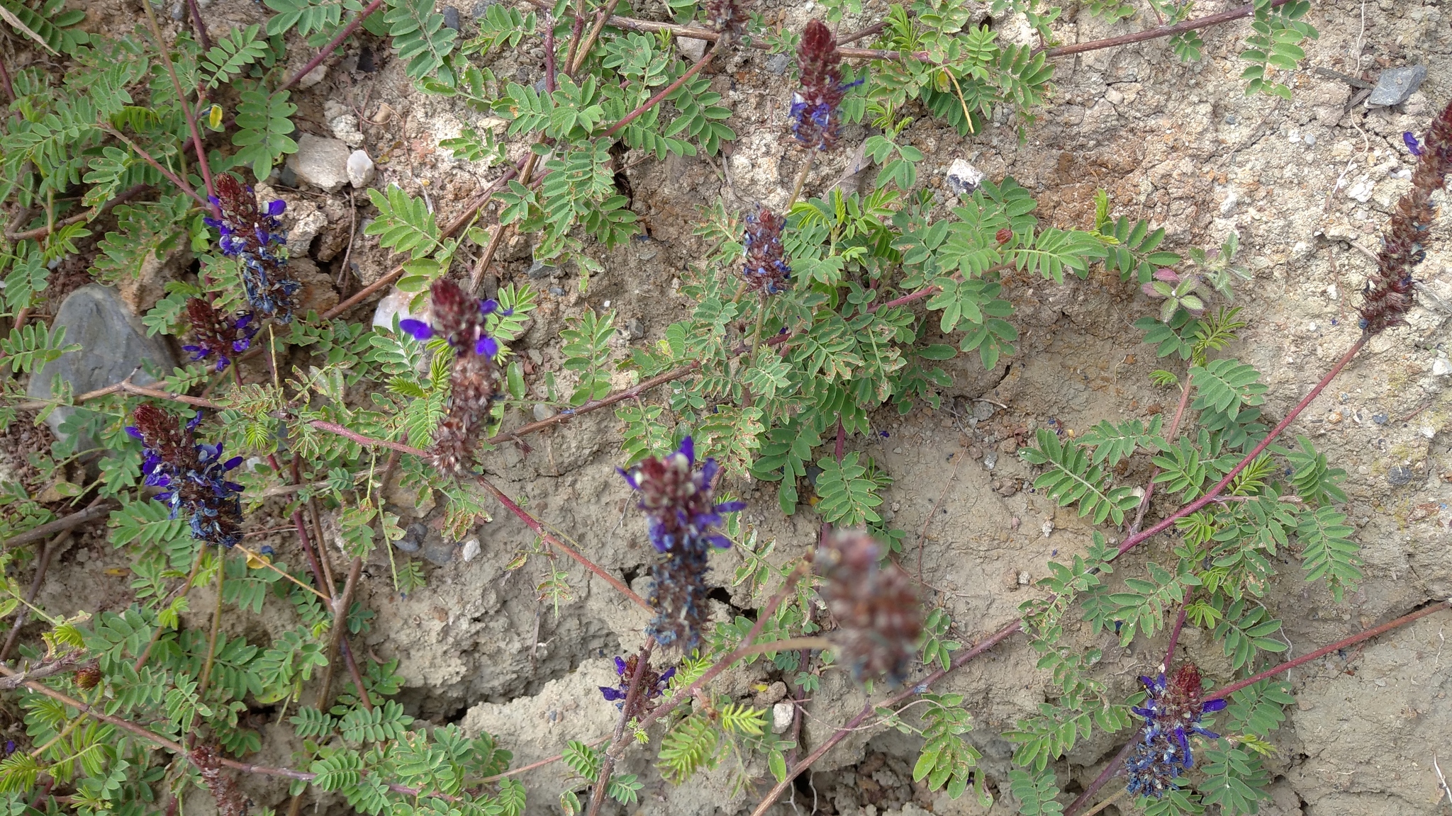Dalea coerulea image