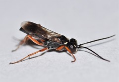 Agenioideus cinctellus