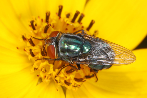 Secondary Screwworm Fly photo 4