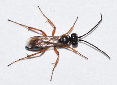 Agenioideus cinctellus