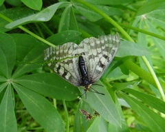 Parnassius clodius