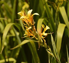 Canna glauca