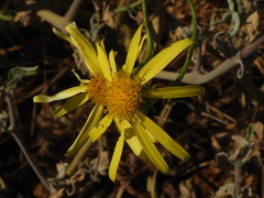 Senecio flaccidus monoensis