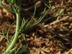 Senecio flaccidus monoensis