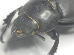 Lucanus tetraodon