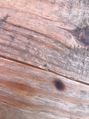 Psyllobora vigintimaculata