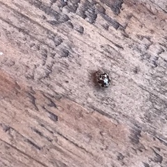 Psyllobora vigintimaculata