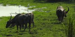 Bubalus arnee