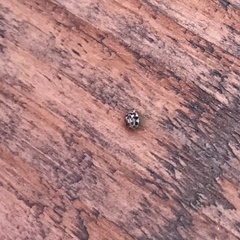 Psyllobora vigintimaculata