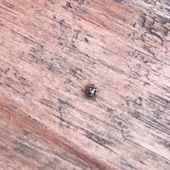 Psyllobora vigintimaculata