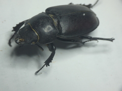 Lucanus tetraodon