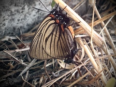Atlides polybe