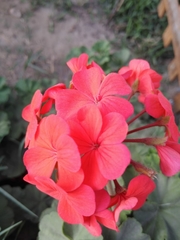 Pelargonium × hybridum