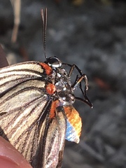 Atlides polybe