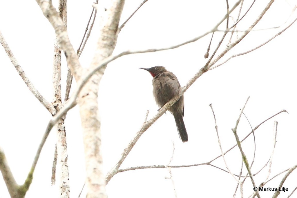 Ruby-throated Myzomela