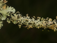 Parmotrema gardneri