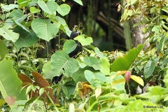 Centropus bernsteini