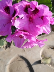 Pelargonium