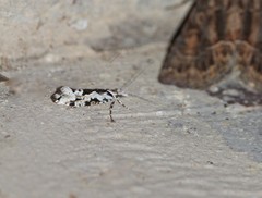 Ypsolopha sequella
