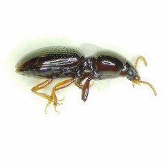 Dyschirius