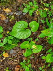 Aristolochia macrophylla