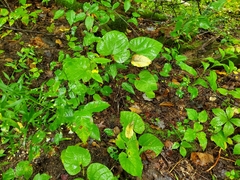 Aristolochia macrophylla