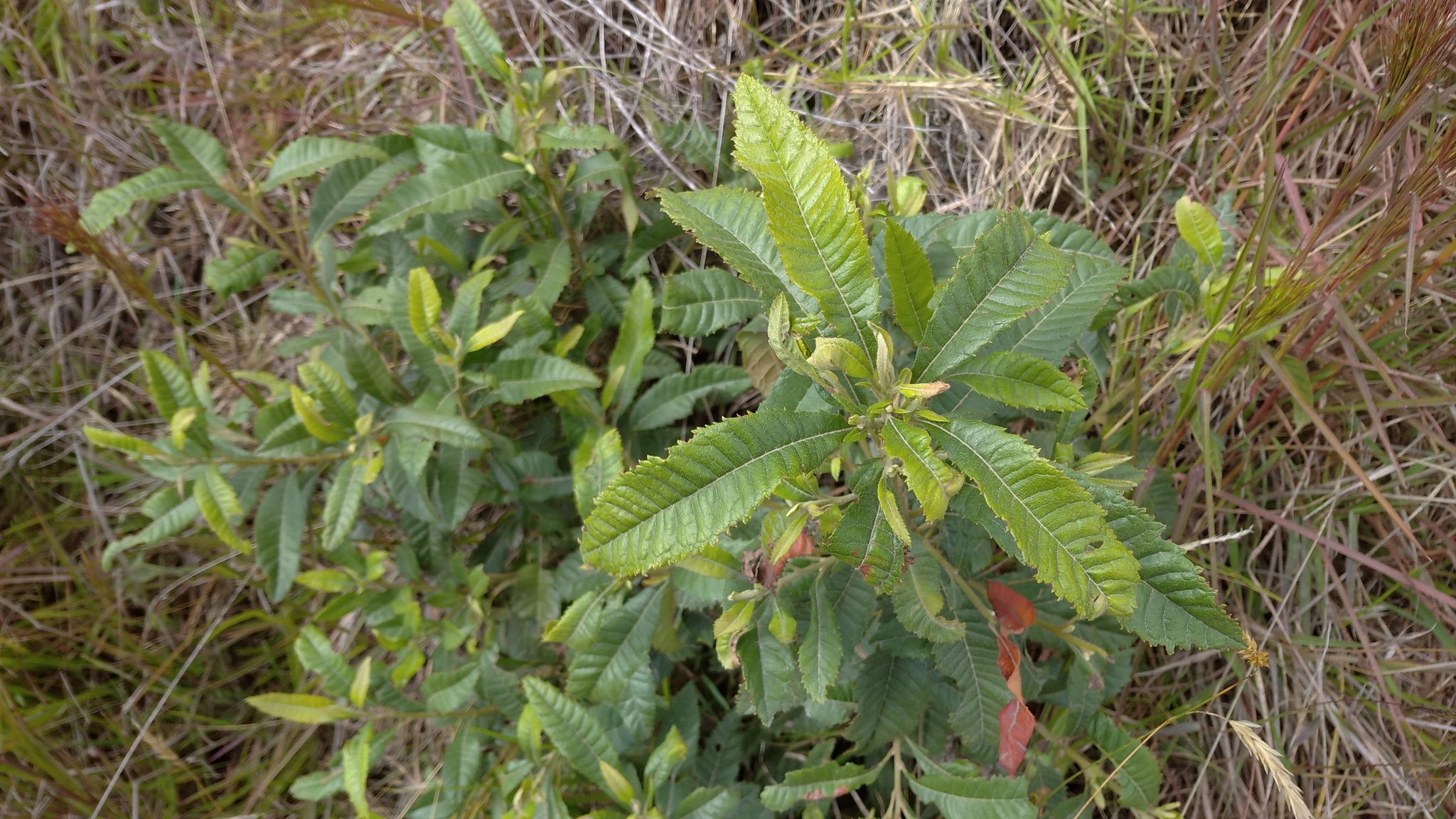 Myricaceae image