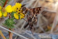 Thyridanthrax nugator