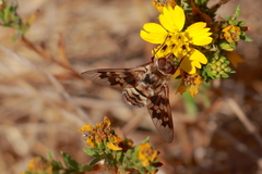 Thyridanthrax nugator