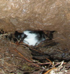 Pterodroma sandwichensis